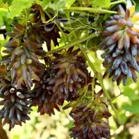 نهال انگور|گل و گیاه طبیعی|گیلان غرب, |دیوار