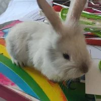 خرگوش لوپ دستی آروم