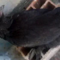 فروش مرغ مرندی