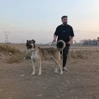 سگ سراب|سگ|نظرآباد, نظرآباد|دیوار