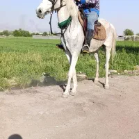 فروش فوری اسب مادیان ترکمن