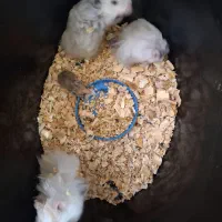 چهار تا همستر باهم ۶۰۰ تومان