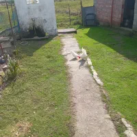 مرغ و خروس زینتی کوچک