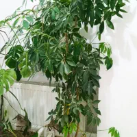 گل های طبیعی زینتی ب فروش میرسد|گل و گیاه طبیعی|مشگین شهر, |دیوار