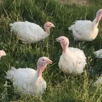 فروش بوقلمو 7عدد