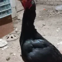 مرغ لاری اصیل