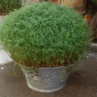 سوزیی|گل و گیاه طبیعی|کوهدشت, |دیوار