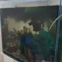 آکواریم و ماهی