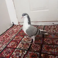 یک عدد کبوتر ،بدرنگ