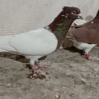 کبوتر آنتیک