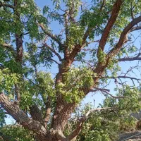 فروش چوب درخت عناب ۳۰۰ساله