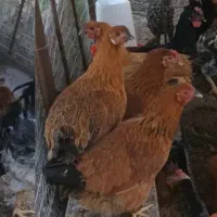فروش مرغ و خروس ارگانیک