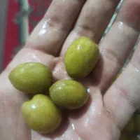 زیتون شور درشت|خوردنی و آشامیدنی|مینودشت, |دیوار