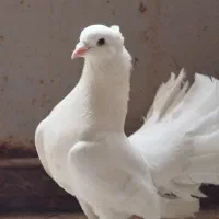 کبوتر دم چتری