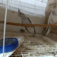 عروس هلندی مولد. کرنیچگ. بندر کنگ|پرنده|بندرلنگه, |دیوار