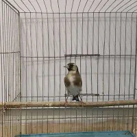 سهره ماده ناخن سفید|پرنده|تهران, مینای شمالی (مخبر)|دیوار