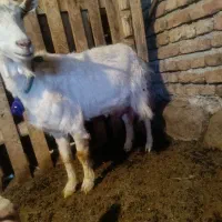 بز سانان|حیوانات مزرعه|چهارباغ, |دیوار