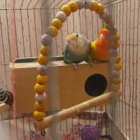 طوطی برزیلی نر و ماده|پرنده|اصفهان, سپاهانشهر|دیوار