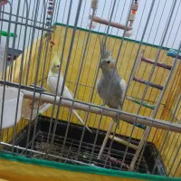 یک جفت عروس هلندی