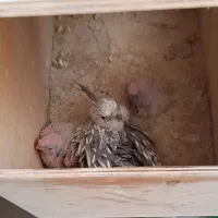 عروس هلندی مولد نژاد خاص|پرنده|همدان, |دیوار