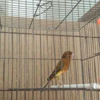 قناری|پرنده|هشتگرد, شهرک پامچال|دیوار