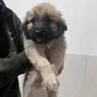 واگذاری توله اشپیتز