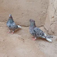 کبوتر رنگی دم سفید|پرنده|کارون, |دیوار