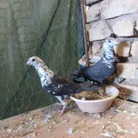 کبوتر سینه سفید|پرنده|شیراز, شهرک سعدی|دیوار