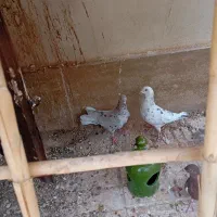کفتر|پرنده|تاکستان, |دیوار