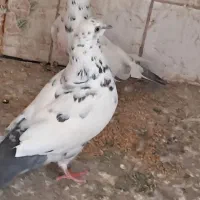 کبوتر کلافه