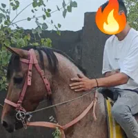 نریون کرد بازی دار|اسب و تجهیزات اسب‌سواری|رشت, فرزانه|دیوار