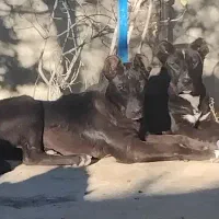 توله سگ سرابی