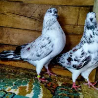 کفتر قاره دستپر قوچی دهنخورده