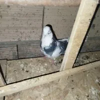 کفتر . کبوتر|حیوانات|ورامین, ورامین|دیوار