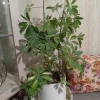 گل شفلر|گل و گیاه طبیعی|سبزوار, باهنر|دیوار