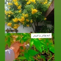 گل گیاه و نهال|گل و گیاه طبیعی|بم, |دیوار