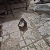 اردک