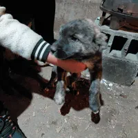 سگ سرابی نر