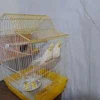 عروس هلندی مولد نر وماده