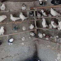 کبوتر فوق پرشی|پرنده|وحیدیه, |دیوار