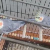 عروس هلندی جفت یکساله