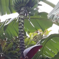 فروش موزاصلاح شده موز اورگانیگ
