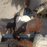 فروش بره و بزغاله نژاد خوب گوشتی|حیوانات مزرعه|زابل, |دیوار