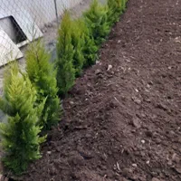 هرس درخت وتمیز کاری باغ باغچه ویلا|خدمات باغبانی و درختکاری|بابل, |دیوار