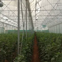 نیاز به سرایداردرکنارگلخانه وسالن اجتماعات