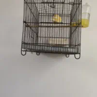 قناری نر|پرنده|قرچک, زیبا شهر|دیوار