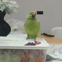 فروشی ماده