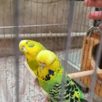 مرغ عشق انگلیسی جفت مولد گرید B|پرنده|تهران, فلاح|دیوار