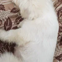 سگ پاکوتاه|سگ|سیاهکل, |دیوار