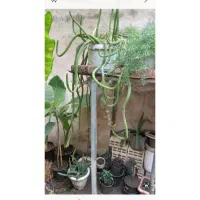 به گلخانه کوچک ما خوش امدین|گل و گیاه طبیعی|رشت, کوی امام رضا|دیوار